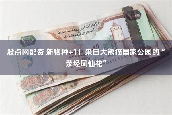 股点网配资 新物种+1!来自大熊猫国家公园的“荥经凤仙花”