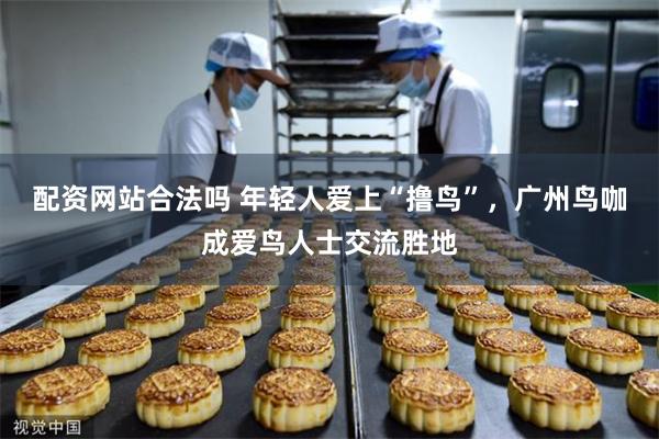 配资网站合法吗 年轻人爱上“撸鸟”,广州鸟咖成爱鸟人士交流胜地