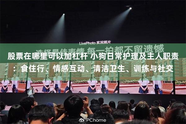 股票在哪里可以加杠杆 小狗日常护理及主人职责：食住行、情感互动、清洁卫生、训练与社交